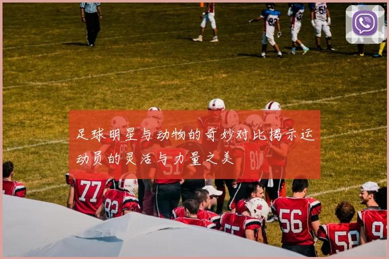 足球明星与动物的奇妙对比揭示运动员的灵活与力量之美